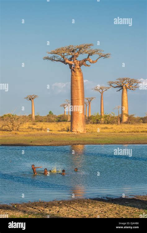 Baobabs Madagascar Hi Res Stock Photography And Images Alamy