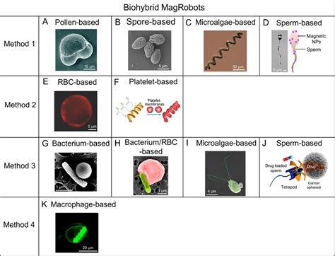 Representative Examples Of Biohybrid Magrobots Fabricated By Four