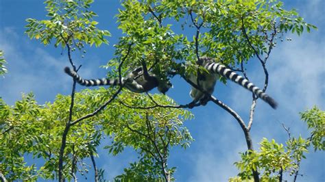 anja np dr jam travels