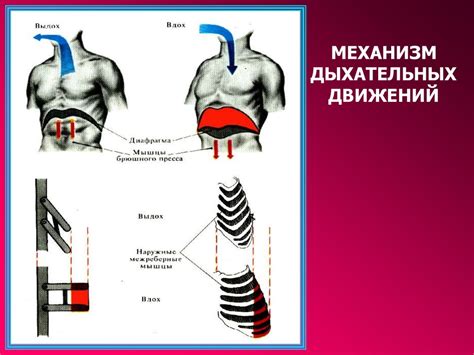 Физиология дыхания - презентация онлайн