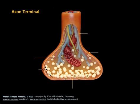 Axon Terminal Diagram | Quizlet