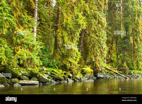 usa alaska tongass national forest forest reflects  anan creek