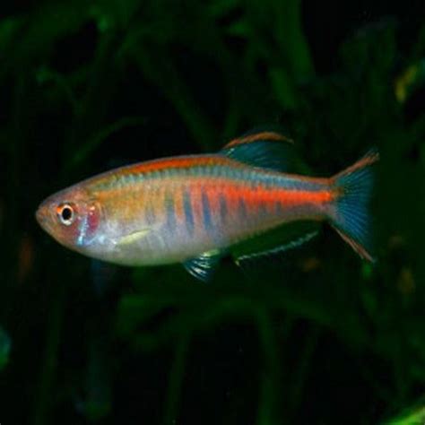 Glowlight Danio Aquatic Giant Aquarium Fish Tropical Fish Aquarium