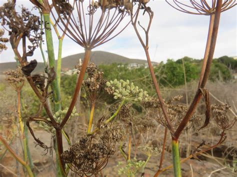 growing fennel