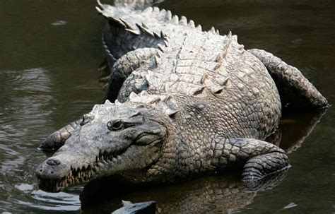 Mulher Sobrevive A Poss Vel Ataque De Crocodilo Em Orlando Isto