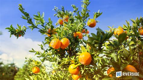 Download Fruit Bearing Trees In Ucr Garden Wallpaper