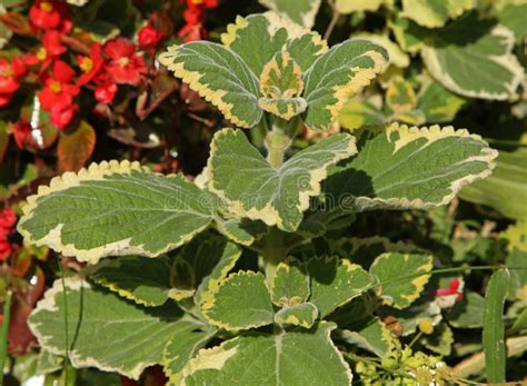 Moluccella Laevis Known By The English Vernacular Names Bells Of