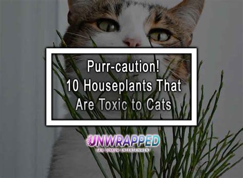 Purr Caution Houseplants That Are Toxic To Cats