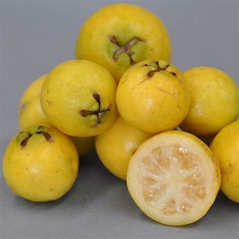 Strawberry Guava Seeds (Psidium cattleianum) - Prijs: €3.25