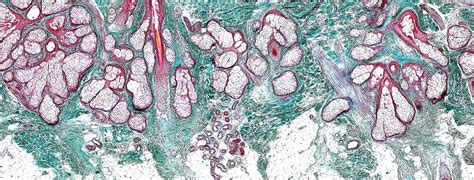 skin dermis  hypodermis botanical formulations