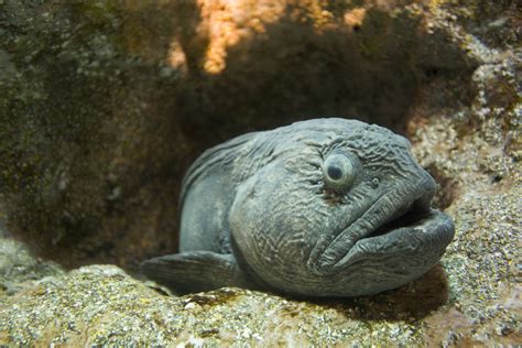 Bottom Feeders It S Not A Sex Position