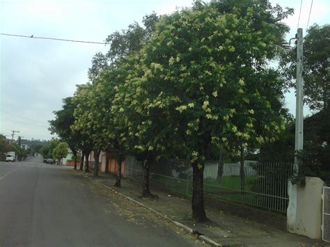 Conheça 31 árvores Frutíferas Que Podem Ser Plantadas Em Sua Calçada