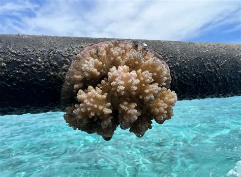 Growing Islands — Self-Assembly Lab