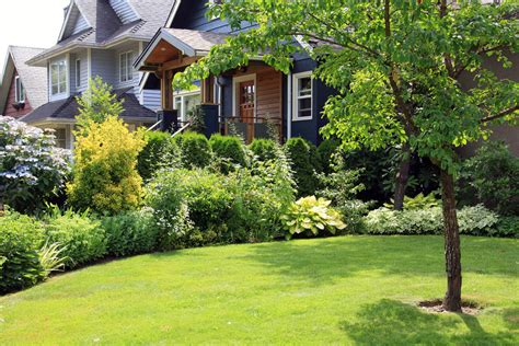 How Big Should Cedars Be For Hedge Planting Vancouver