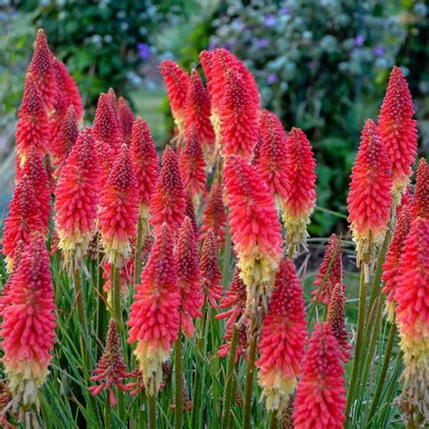 Kniphofia X Pyromania Rockets Red Glare Red Hot Poker | SiteOne