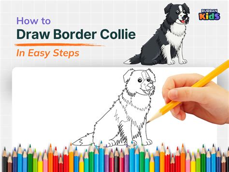 How To Draw A Border Collie The Ultimate Guide