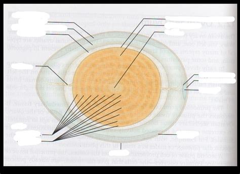 egg diagram diagram quizlet