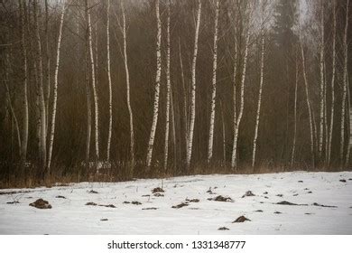 Naked Birch Trees Heavy Mist Countryside Stock Photo 1331348777 Shutterstock