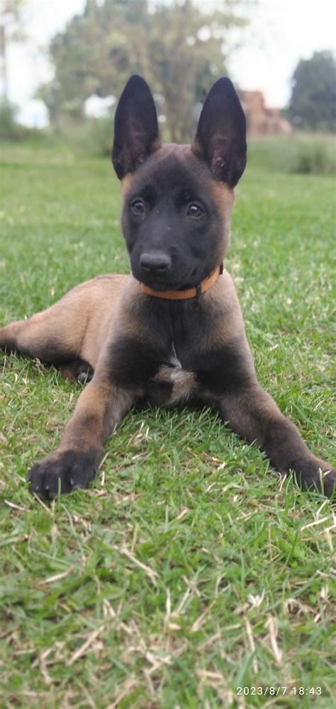 Owczarek Belgijski Malinois Suczka Opoczno OLX Pl