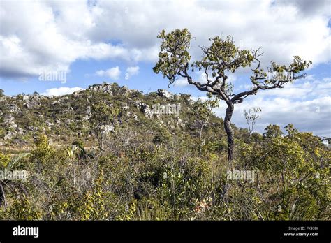 Mechanized Harvesting Plantation Of Cane Sugar Stock Photo Alamy