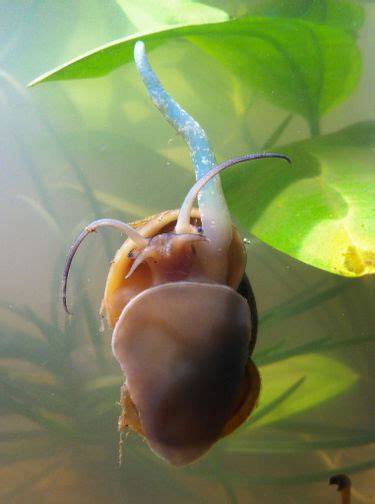 Amazonian Apple Snail Creationwiki The Encyclopedia Of Creation Science