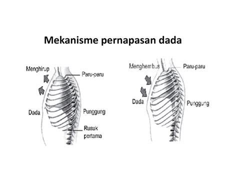 mekanisme pernapasan perut manusia dosenbiologicom
