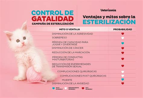 incidente champú Idealmente en que consiste esterilizar a un gato