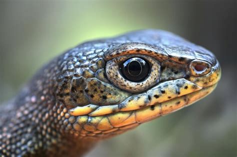 Primer Plano Del Ojo De Un Esliz N Lacerta Agilis Foto Premium