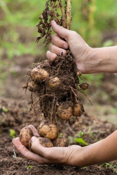 The Best Advice About When To Harvest Potatoes Growfully