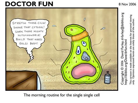 The Morning Routine Of A Single Cell