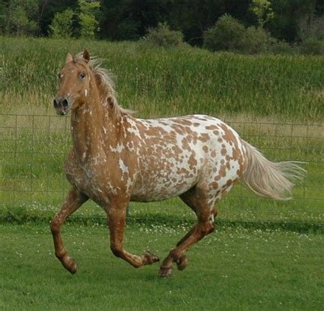 Appaloosa Friesian Cross Most Beautiful Horses, Pretty Horses, Animals ...