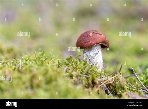 Boletus Mushroom Growing In Moss In The Forest Beautiful Autumn Season