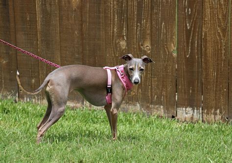 italian greyhound colors exploring  rainbow coat color palette