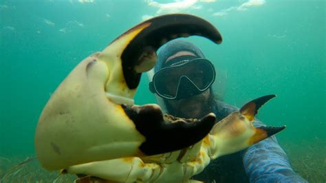 Catching Stone Crab By Hand Foraging In Paradise Youtube