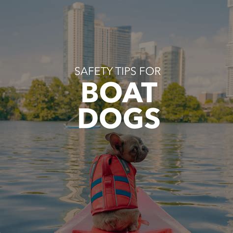 Navigating Safe Waters: Boating Safety Tips for Dogs – Nauti-dog Handmade