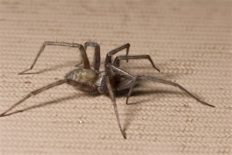 Eesti Meie Kodu Loomad Giant House Spiders Harmless They Live In