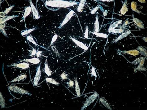 zooplankton stock  pictures royalty  images istock