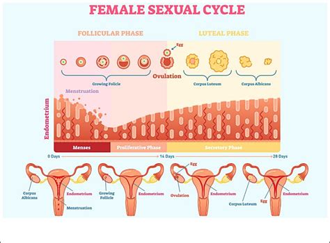 Endometriumdicke Was Ist Der Normalbereich Mutterschaft Ist Leben