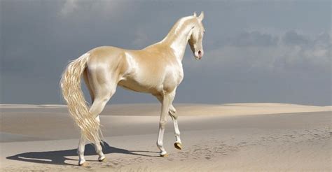 Cremello Akhal Teke Horse