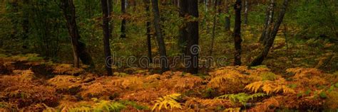 September Dense Deciduous Forest With Lush Orange And Yellow Ferns