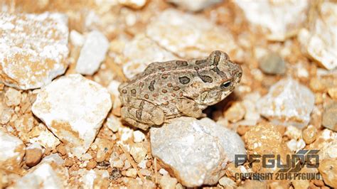 baby cane toad  pfgun  deviantart