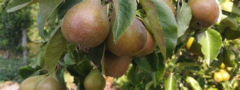 Stoofperenbomen Kopen Vanaf 16 99 Fruitbomen Net