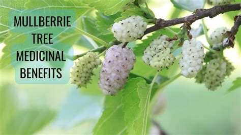 Mulberry Tree Medicinal Properties Youtube