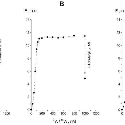 Fluorescence Analysis Of T4 Dam Titration Of Duplexes 2 A A A And 2