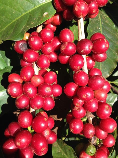 Coffee Cherry Red - Free photo on Pixabay - Pixabay