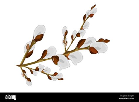 Pussy Willow Branches Isolated On White Background Cartoon Style Willow Catkin For Cover