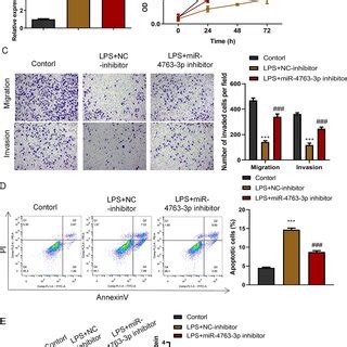 Mir P Inhibitor Accelerated Proliferation Migration And Invasion