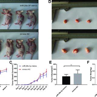 Body Characteristics And Tumour Growth Of Nude Mice Injected With