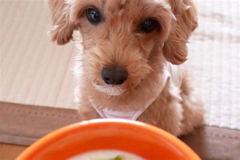 【獣医師監修】チワワの仔犬。成長が止まる時期と食事の変化 Peco（ペコ）