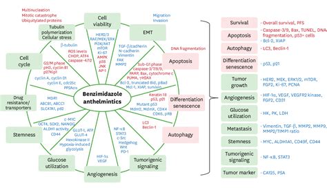 Pdf The Antitumor Potentials Of Benzimidazole Anthelmintics As